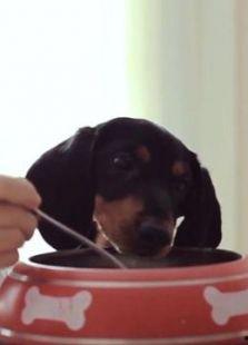 狗狗影视在线观看,在线观看，欢乐无限  第3张